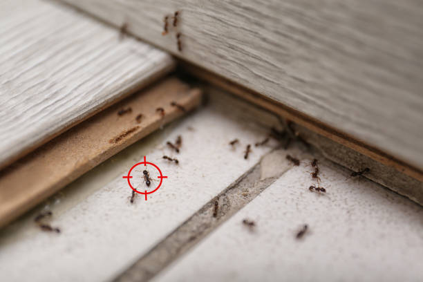 Spider Control Near Me in Hurley, WI