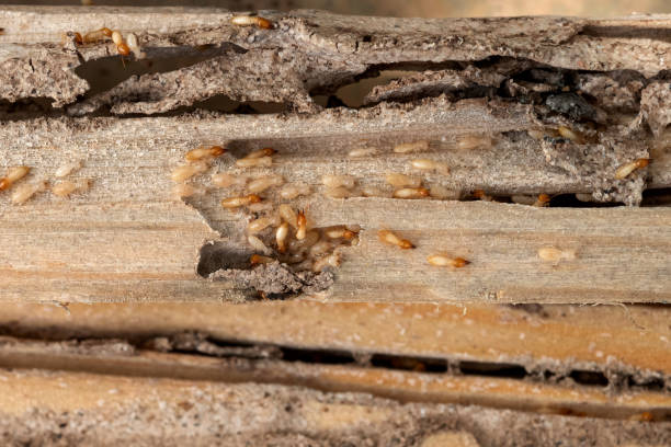 Wildlife Control Services in Hurley, WI