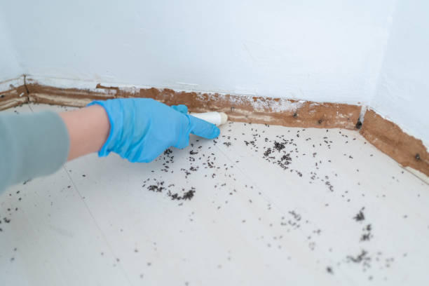 Best Ant Control Services  in Hurley, WI